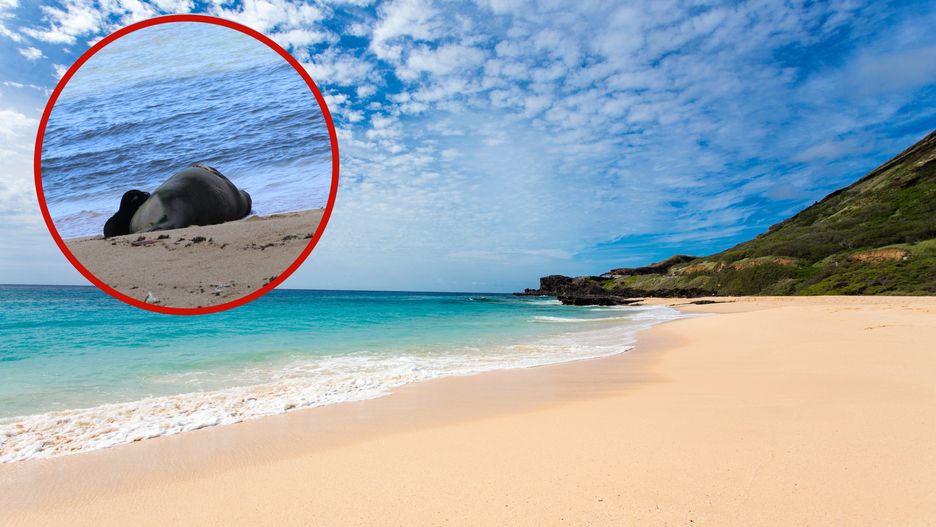Dwie foki zaobserwowano na hawajskiej plaży 