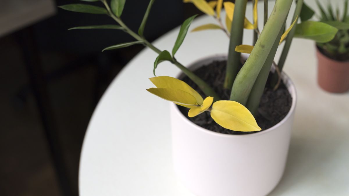 Jak dbać o zamiokkulkasa zamiolistnego zimą?