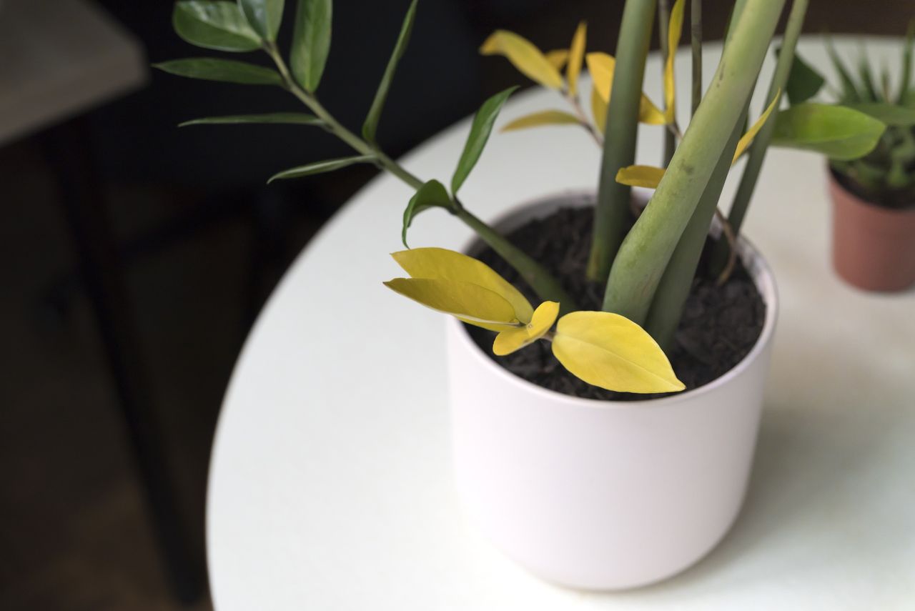 Zamiokulkas ma żółte liście? To przez ten błąd roślina marnieje