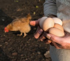 Czy jaja ściółkowe są zdrowsze od klatkowych? (WIDEO)