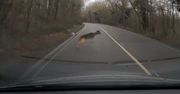Jeleń w ostatniej chwili wtargnął na drogę. Zaskakujące nagranie kierowcy z Anglii