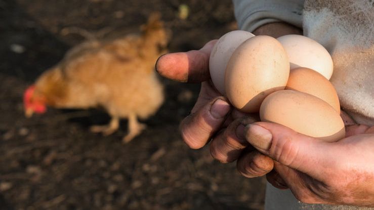 Jaja ściółkowe mają podobne wartości jak te z hodowli klatkowej