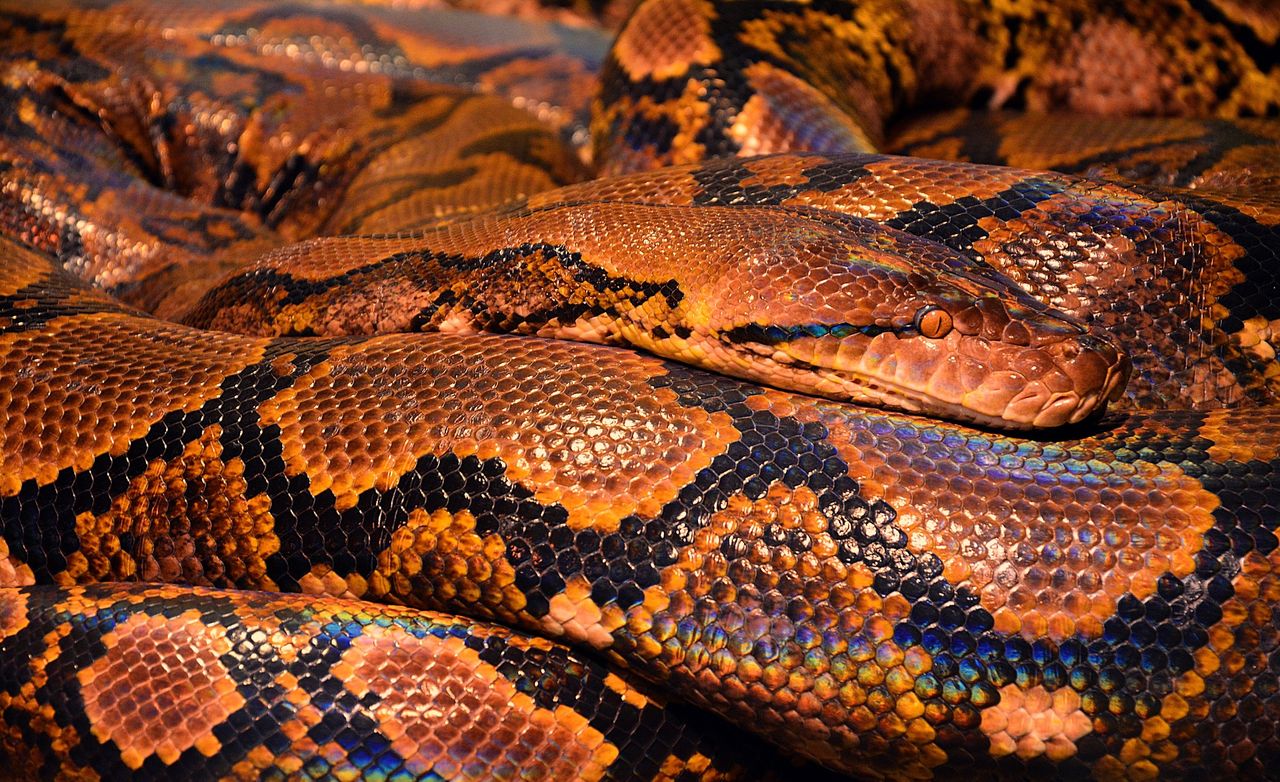 Skóra węża zainspirowała naukowców. Dzięki niej chcą tworzyć bezpieczniejsze budynki