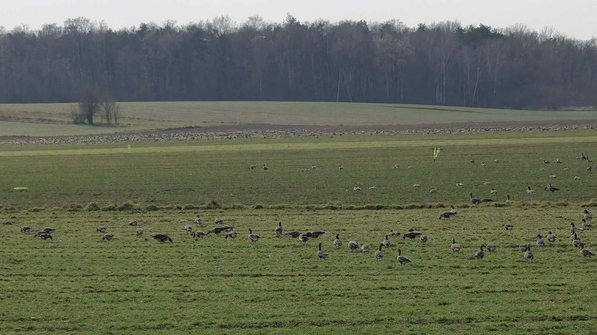 Niezwykłe widoki kaczek na polu na Śląsku