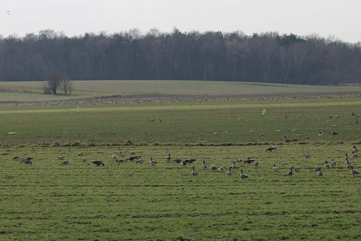 Wylęgły na pole setkami. Aż zaniemówiła. "Co chwilę nowe"