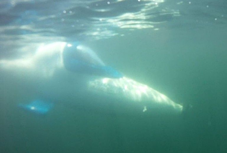 SeaBird - najszybsza osobista łódź podwodna nie potrzebuje silnika 8