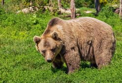 Niedźwiedź zaatakował leśniczego w Bieszczadach