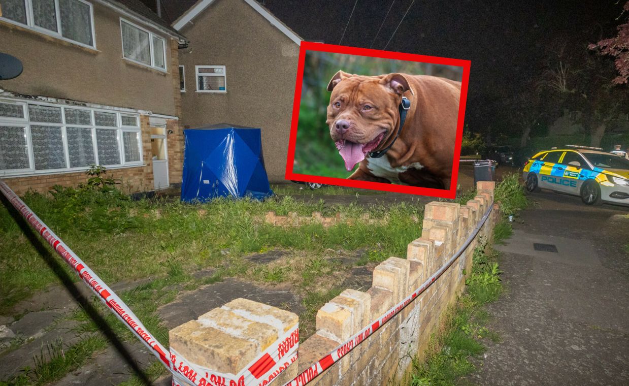 American XL Bully dogs involved in another fatal attack in East London
