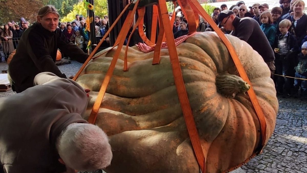 Dynia okazała się rekordowa