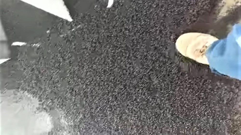 Rój chrząszczy sterroryzował posiadłość w Tasmanii