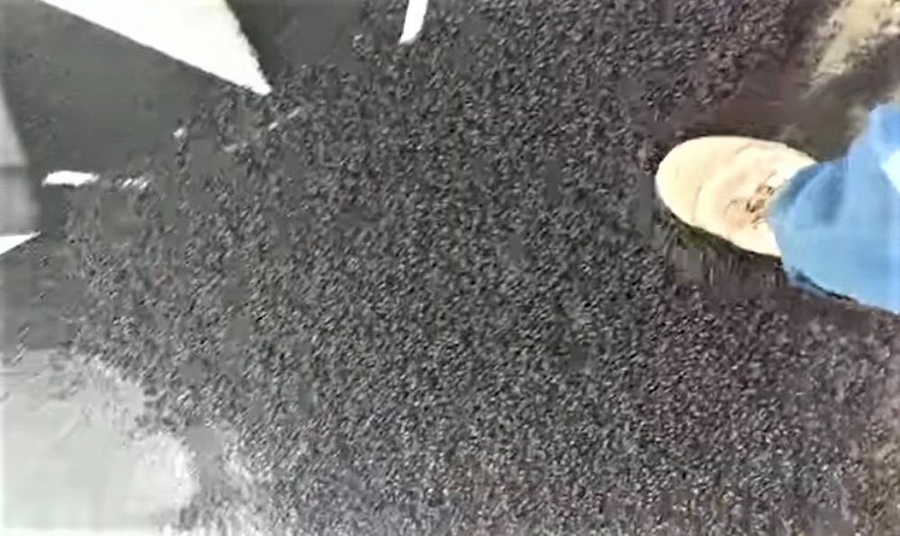 Inwazja robaków. Przerażające wideo trafiło do sieci