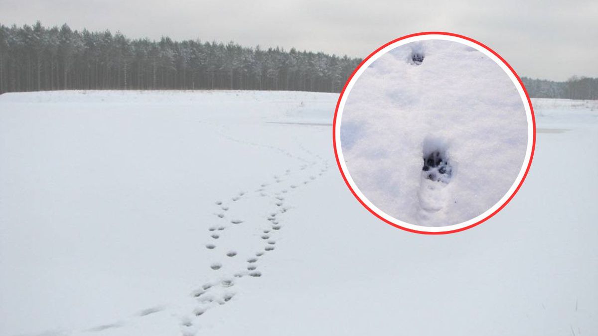 Leśnicy zapraszają do zimowego tropienia