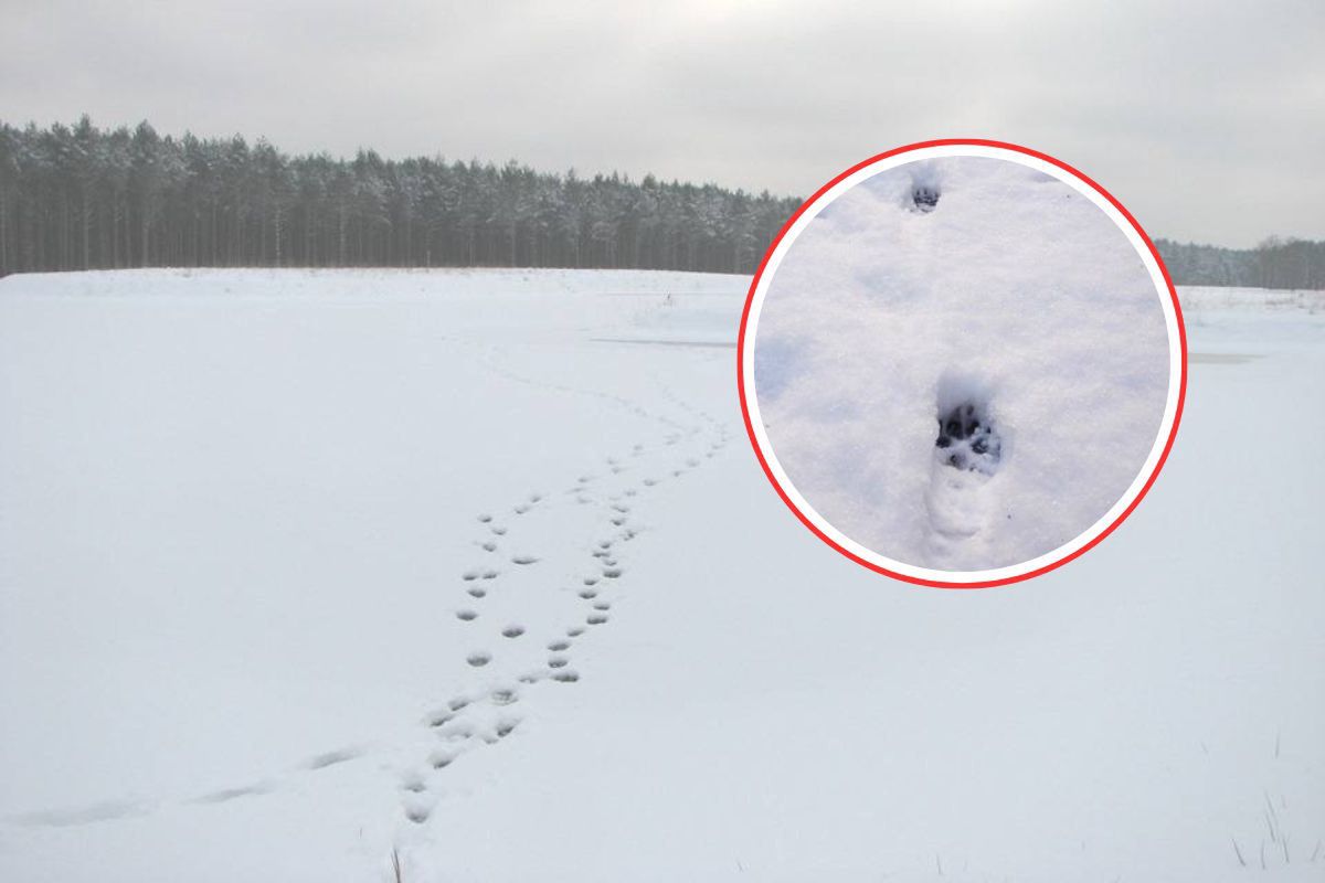 Leśnicy pokazali tropy. "Wszyscy myślą, że śpi"