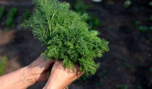 Nie przetrwały przymrozków. Rolnicy są załamani