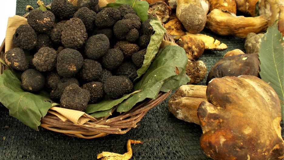Trufle to grzyby, które kosztują fortunę