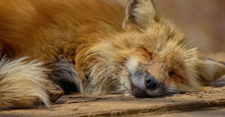 Nowy Firefox to spore zmiany dla biznesu i łatwa automatyczna instalacja