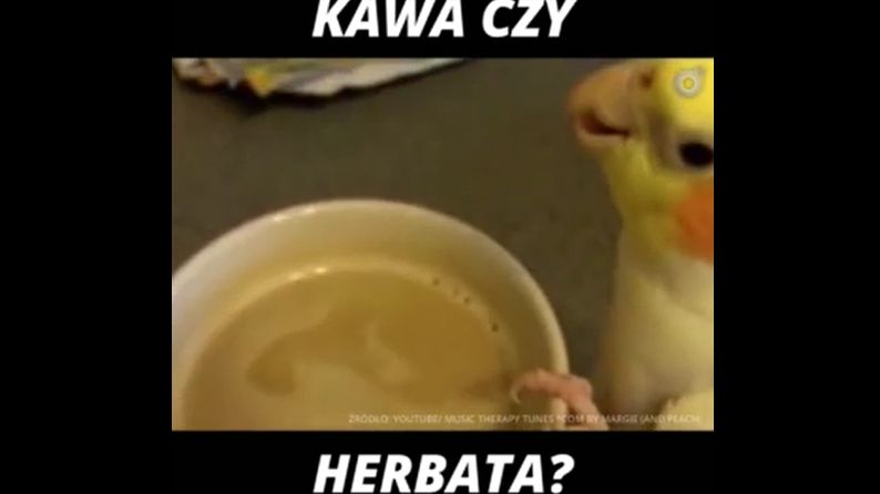 Na co masz częściej ochotę na kawę, czy herbatę?