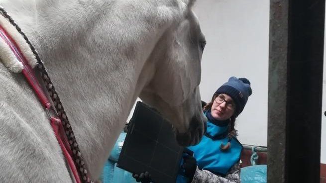 Klub Gaja w Bielsku-Białej prosi o pomoc w opiece dentystycznej dla uratowanych koni. 