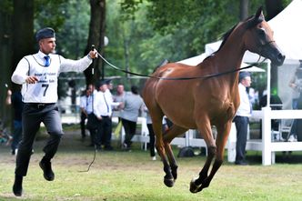 "Zdewastowana". Jest raport ws. najsłynniejszej polskiej stadniny