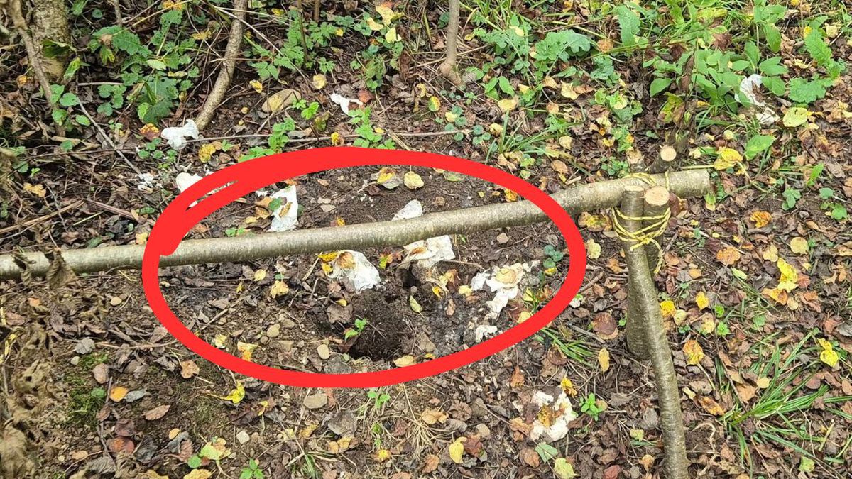 Pszczeliny apelują: nie zostawiaj odchodów w lesie