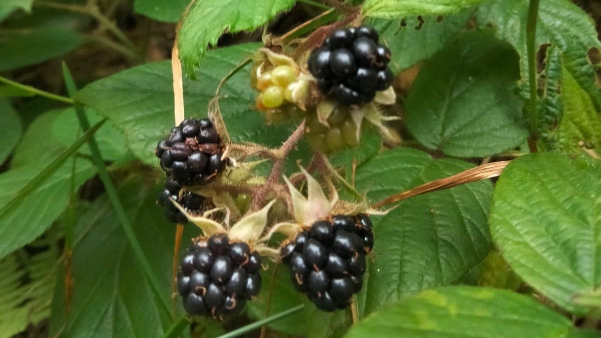 Jeżyny już dojrzewają i są gotowe do konsumpcji. To oznacza, że kończy się lato 