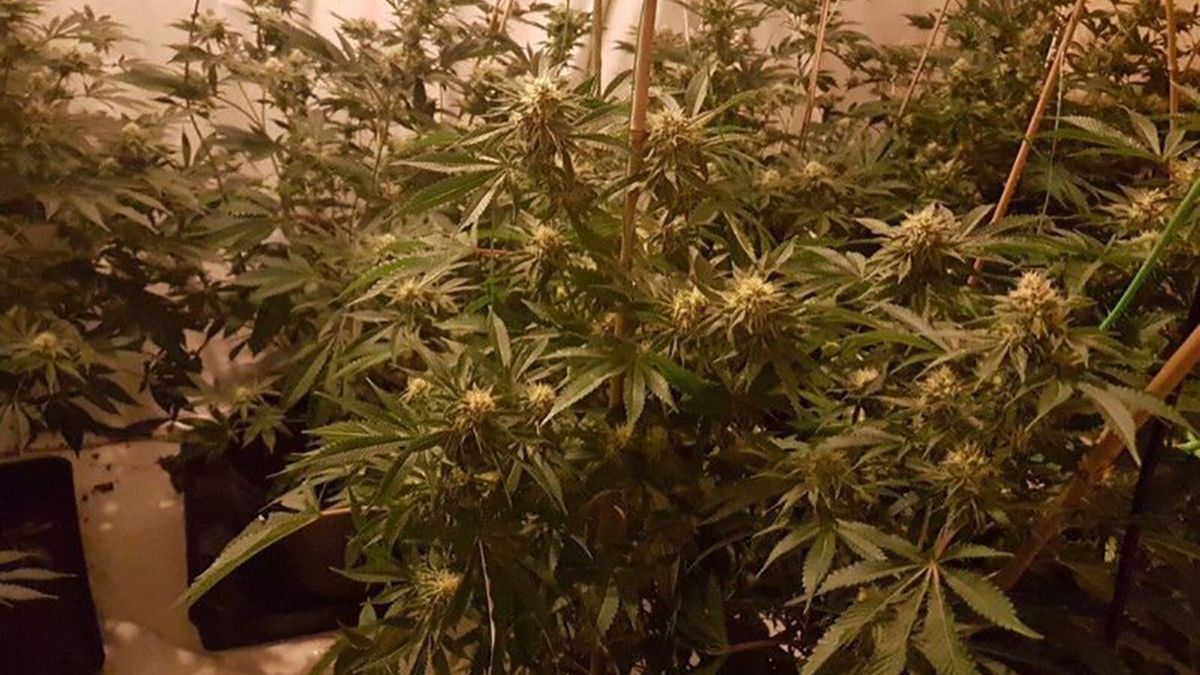 Brytyjska policja walczy z nielegalnymi plantacjami konopi indyjskich