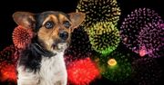 Pamiętaj o bezpieczeństwie zwierzaków w sylwestra. Tak je uchronisz