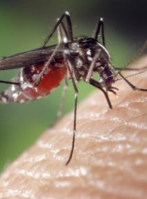 Mosquitoes have no mercy on you? Thanks to scientists we know why