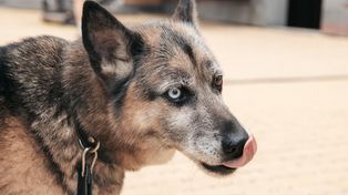 Widzisz to u psa codziennie. W konkretnych momentach to ważny sygnał