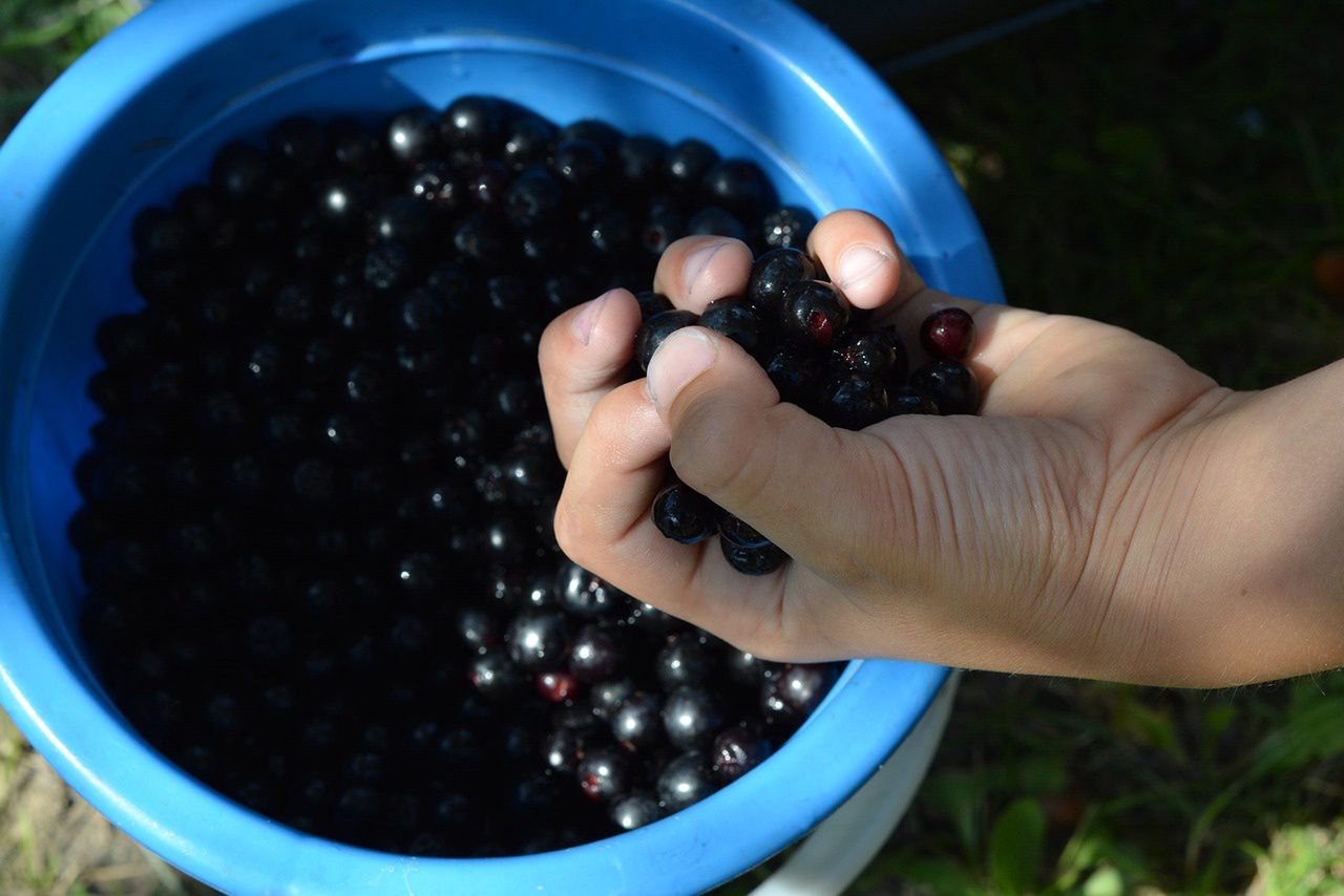 Aronia berries are a valuable source of health.