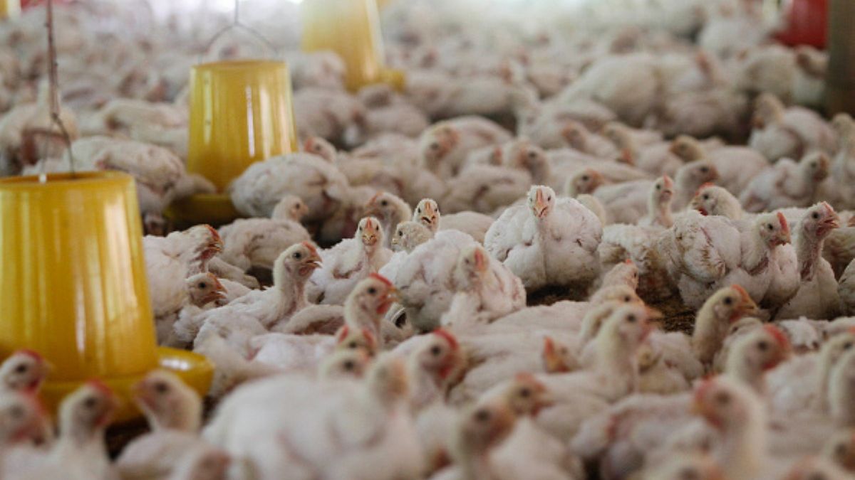 Setka kurczaków wyruszyła na misję. Od jej powodzenia zależy bezpieczeństwo tysięcy turystów