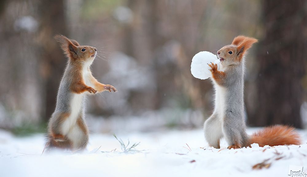 Nominowani do tytułu Najlepszego Fotografa Rosji w konkursie „Best of Russia 2016” 16