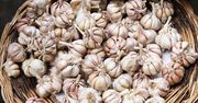 Babcia od zawsze przechowuje tak czosnek. Nie cuchnie stęchlizną i nie robi się gorzki