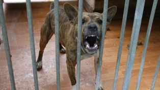 Wolbrom: Koszmarny atak psów. Zwierzęta wdarły się do zagrody