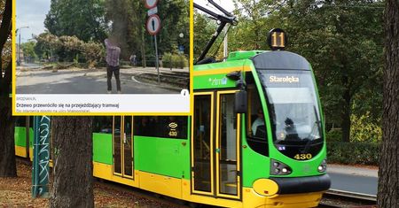 Dramatyczne chwile w Poznaniu. Na tramwaj przewróciło się drzewo