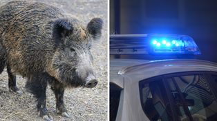 Warszawa: Częściej można spotkać dziki. Jak zachować bezpieczeństwo?