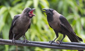 Wspólny „język” ptaków. Wykształciły niezwykły mechanizm