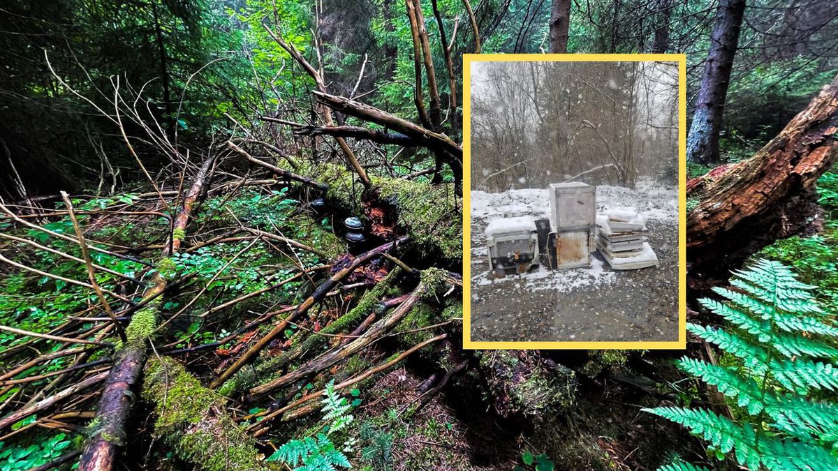 Śmieci w bieszczadzkich lasach. Niepokojący problem