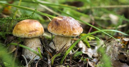 W lasach pełno grzybów. Wiadomo, których gatunków jest najwięcej