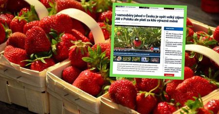 Taniej, szybciej, więcej. Czesi jadą po truskawki do Polski