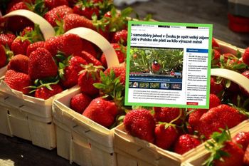 Taniej, szybciej, więcej. Czesi jadą po truskawki do Polski