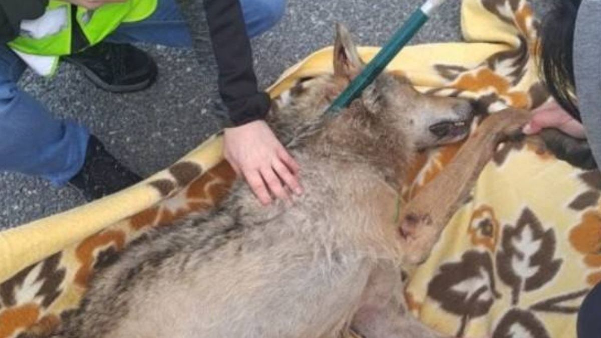 Groźne zdarzenie na obwodnicy Trójmiasta