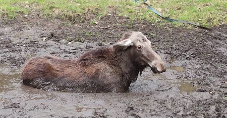 Młody łoś ugrzązł w bagnie. Niesamowite, co zrobił, kiedy go wyciągnęli
