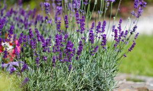 To już ostatni dzwonek. Lawenda znów będzie uginać się od kwiatów