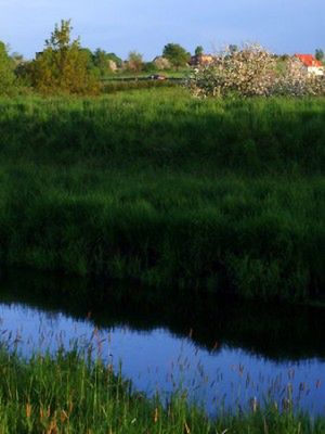 Obraz