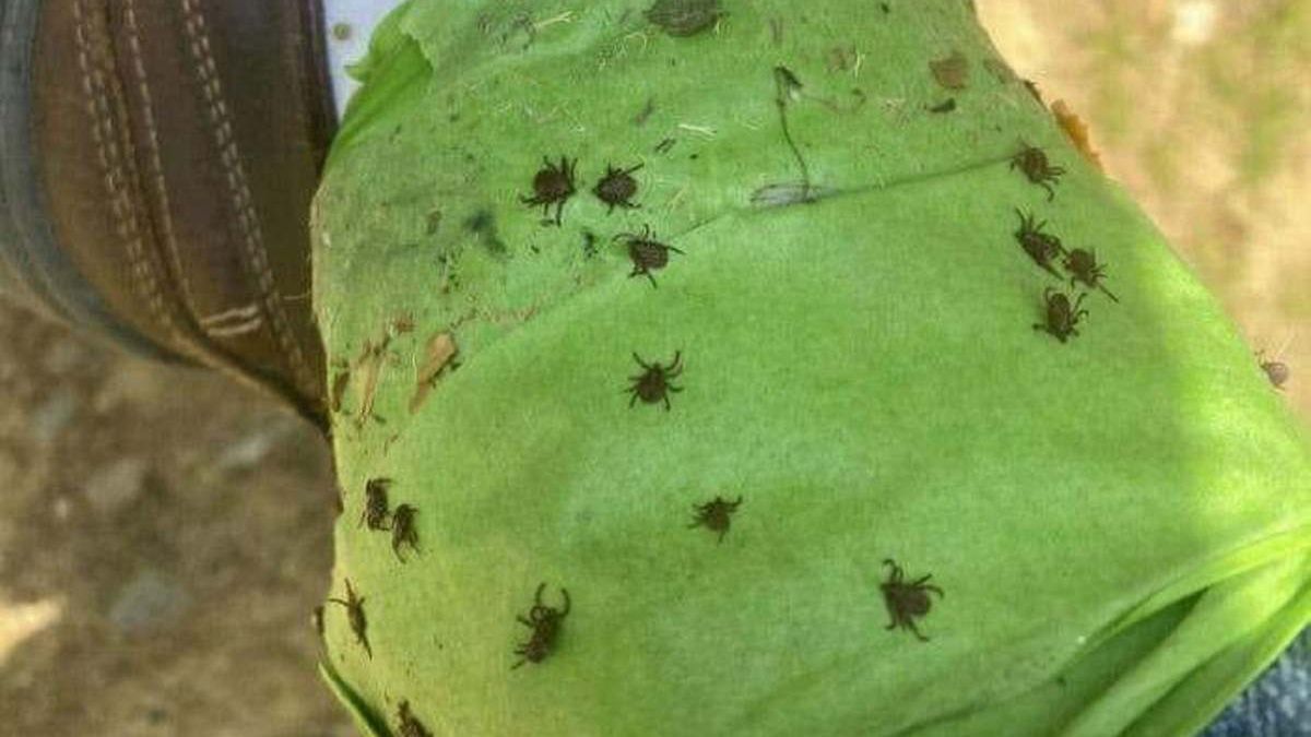 Podczas jednego spaceru "złapał" 18 kleszczy