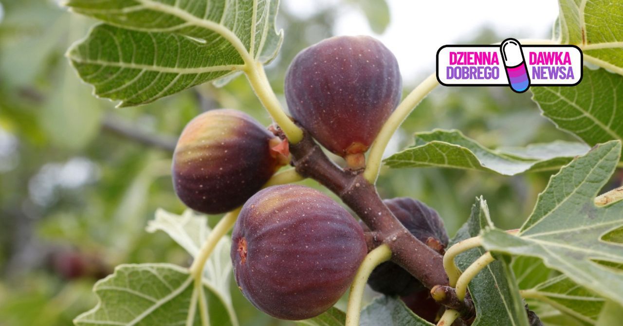 Te egzotyczne drzewa rosną w Sosnowcu. Polska zima im niestraszna