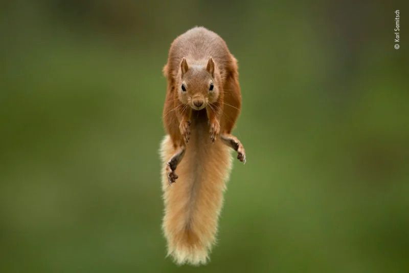 Publiczność wybrała najlepsze zdjęcia konkursu Wildlife Photographer of the Year 2021. Oto one 14