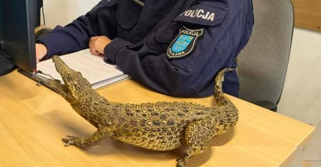 Policjanci podali się za kupujących. Autorce ogłoszenia grozi 5 lat więzienia