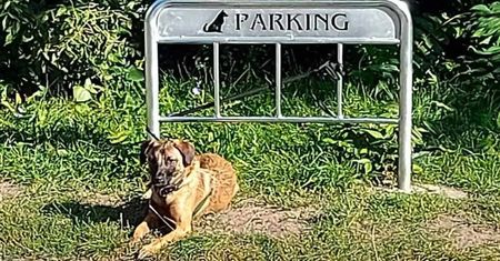 Parking dla psów! Kto wpadł na tak absurdalny pomysł?